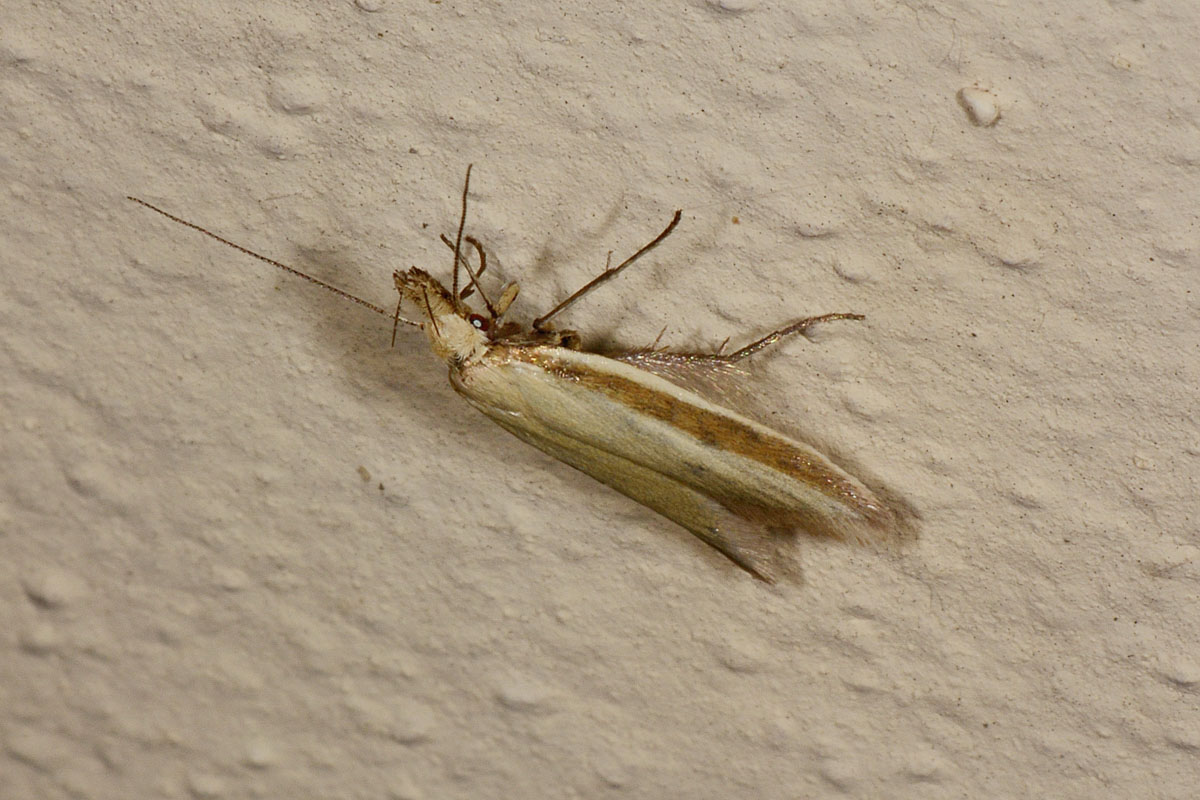 Oecophoridae? S, Pleurota aristella